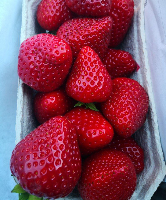 Schale mit frischen Malwina Erdbeeren