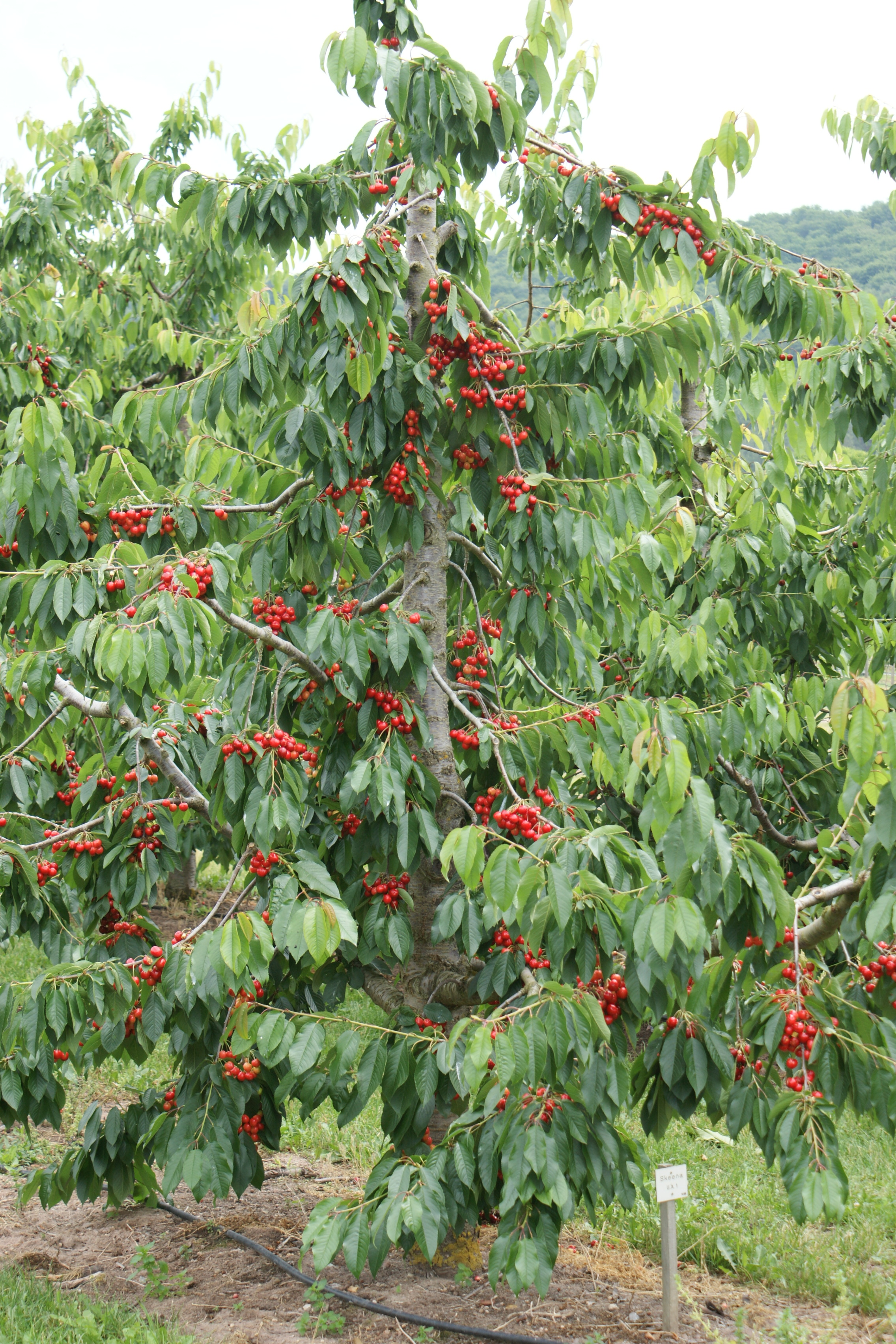 Kirschbaum Obstbau Stoppel