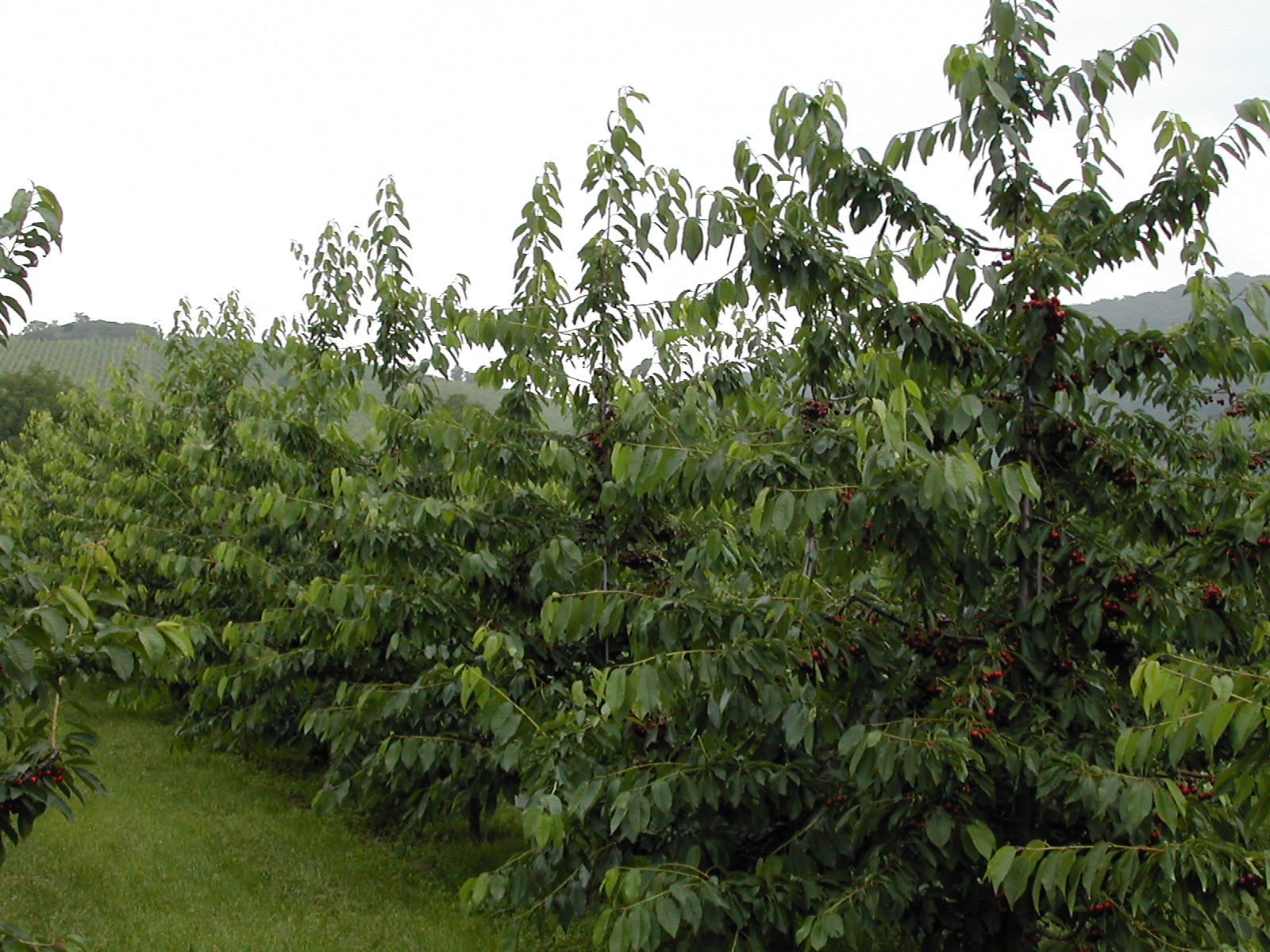 WeiGi Regina Kirschen Plantage