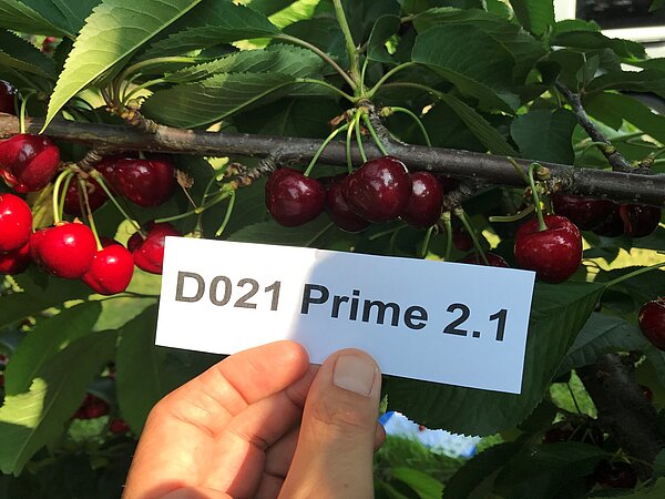 Cerasina® Prim 2.1