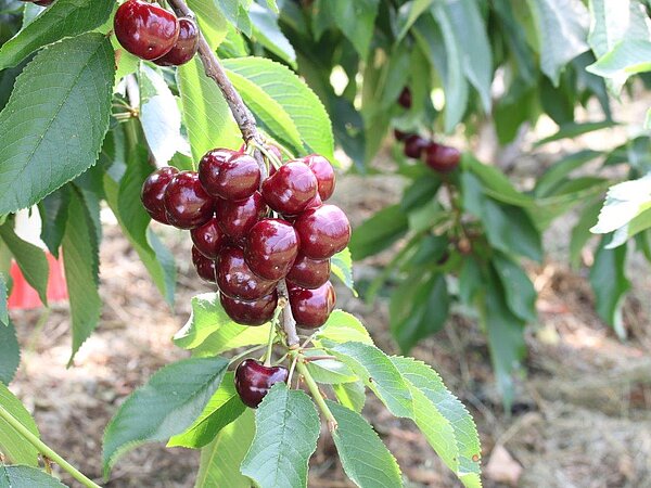 Cerasina® Prim 2.5